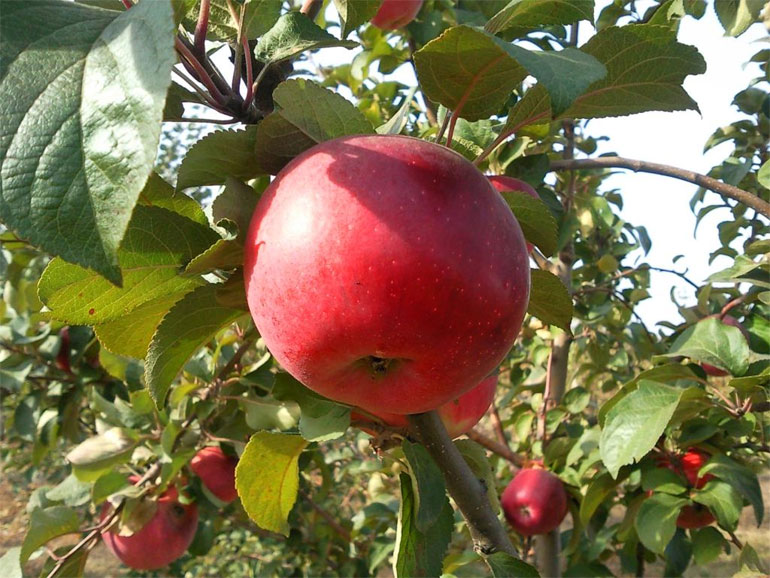 Описание сорта яблок Флорина: урожайность, характеристики яблок, фото, отзывы3
