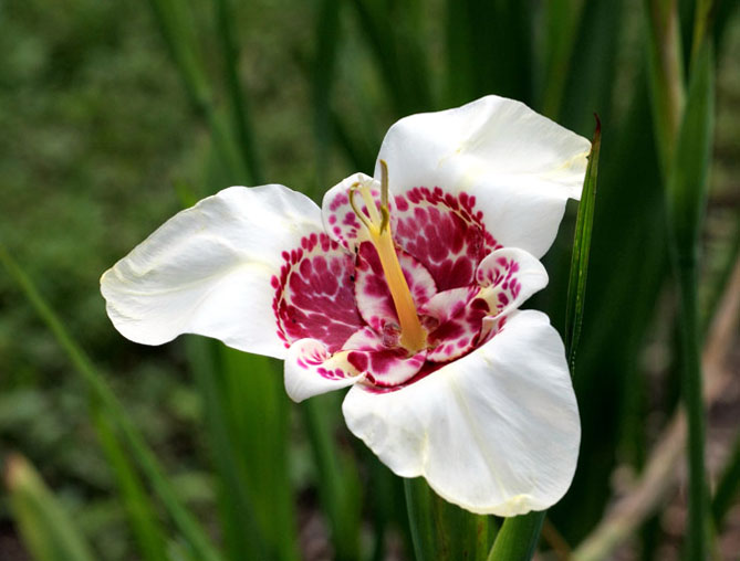 Тигридия павлинья цветочная: посадка, выращивание и уход в открытом грунте, сорта, фото4