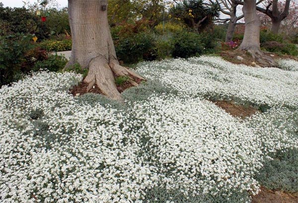 Фото и названия многолетних почвопокровных растений: цветущих и вечнозеленых3