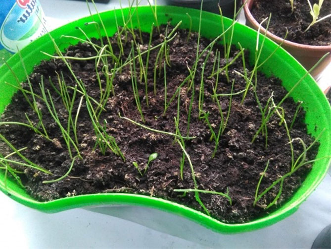 Лук-порей: выращивание в открытом грунте, посев семян на рассаду, уход23