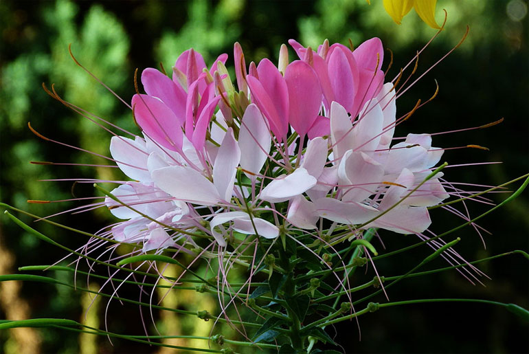 Цветок клеома — описание, посадка и уход, фото сортов0