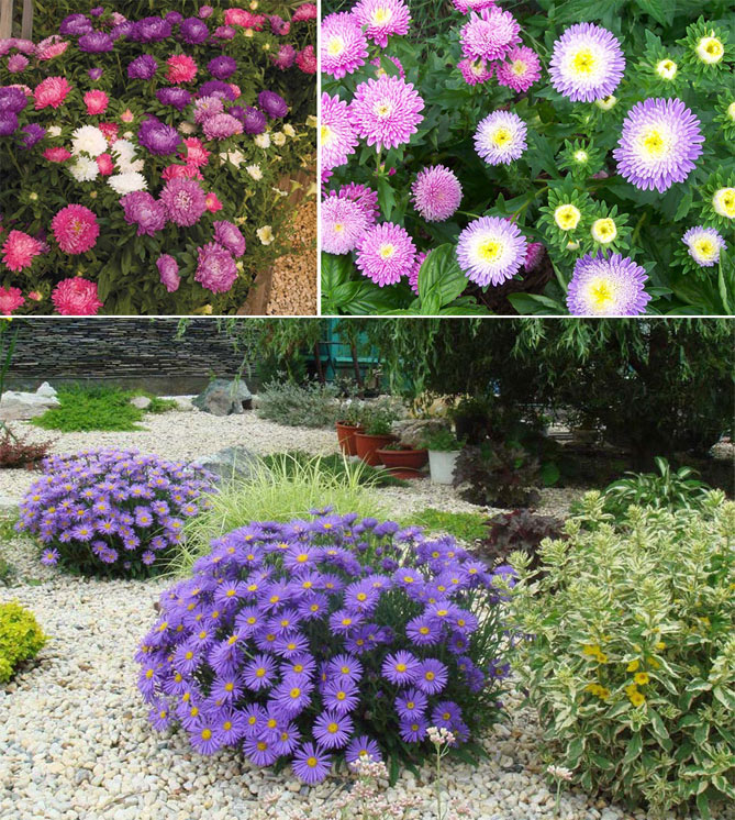 Дачные многолетние цветы с фото и названиями