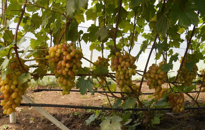 Сорт винограда Преображение — фото и характеристики, морозостойкость, отзывы1