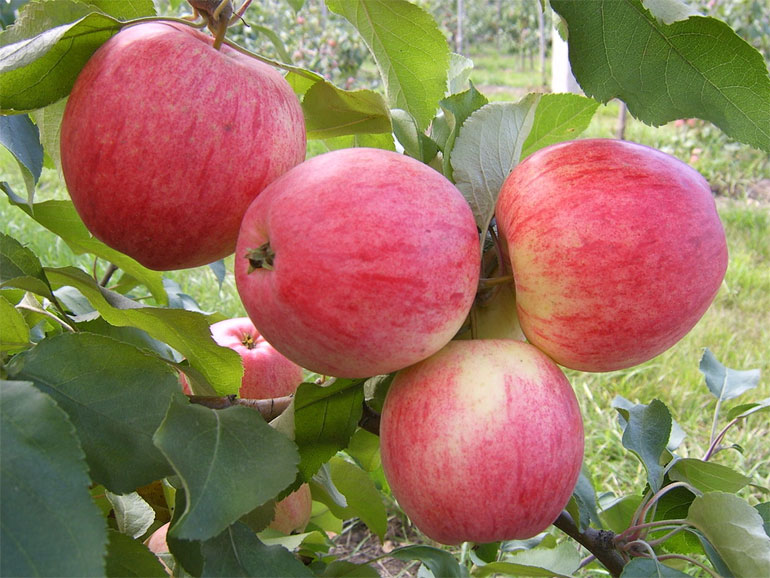 Сорт яблони Штрифлинг (Streifling, осенняя полоска) — описание популярной яблони, фото0