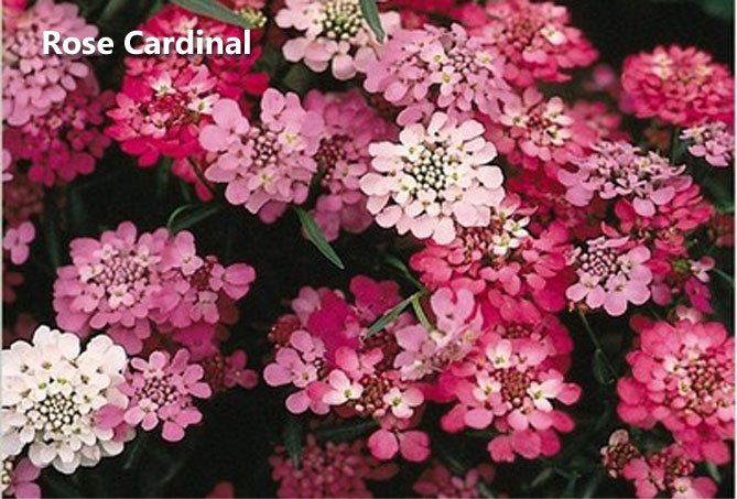 Цветок иберис: посадка, уход, выращивание из семян, когда сажать9