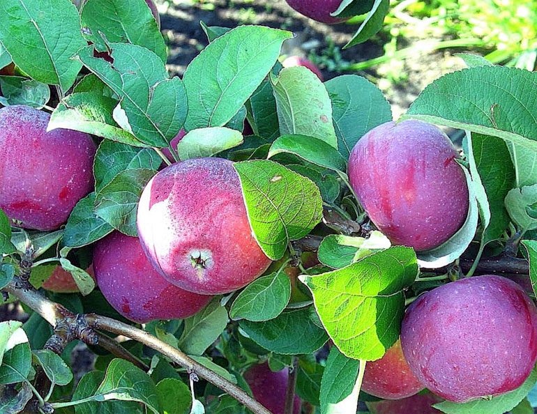 Яблоко орлик фото и описание