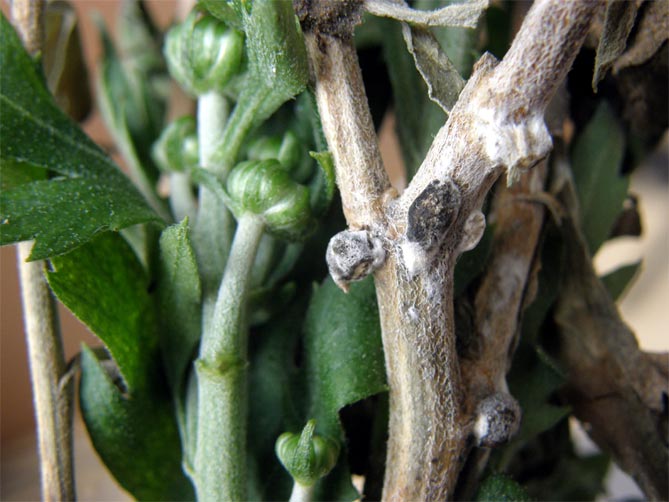 Выращивание хризантем: размножение, посадка и уход в открытом грунте23
