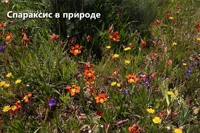 Цветы спараксиса: посадка, выращивание и уход в открытом грунте, фото в саду, сорта17