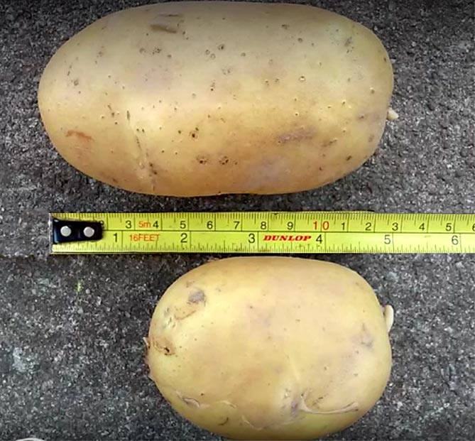 Сорт картофеля Гала - характеристика, описание, вкус, отзывы1