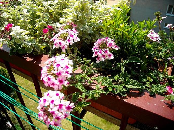 Какие цветы выращивают на балконе: фото и названия44