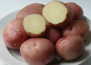 Описание лучших сортов картофеля для средней полосы России: самые урожайные и вкусные10