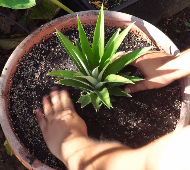 Как вырастить ананас дома из верхушки (хвостика) пошагово, фото14