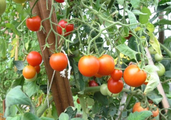 Ранний Сибирский - Ранний холодостойкий сорт томатов