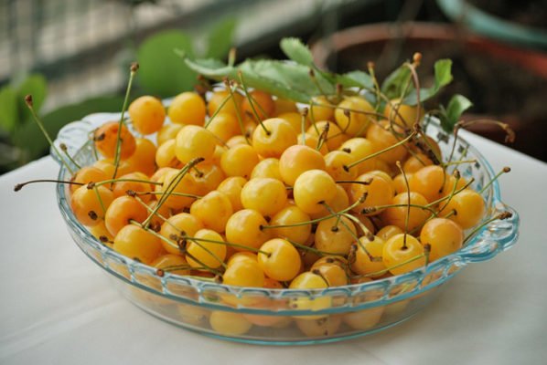 Вишня Чермашная: очень ранний сорт с желтыми плодами