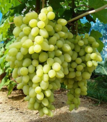 Долгожданный: сорт винограда, соответствующий своему названию