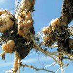 Советы по выращиванию и уходу за брюссельской капустой