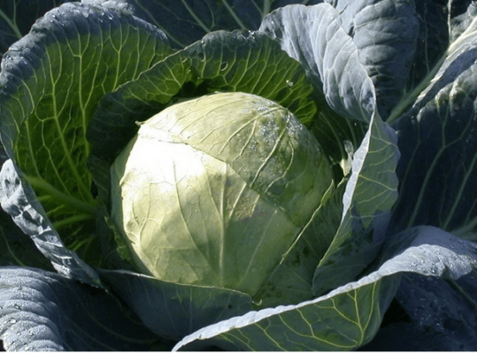 Лучшие сорта белокочанной капусты для посева на ваших грядках: список с фото