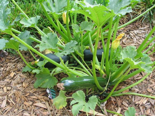 Кабачок: как вырастить нежный и полезный овощ