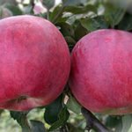 Информация о яблоне: какой вид выбрать и как правильно вырастить