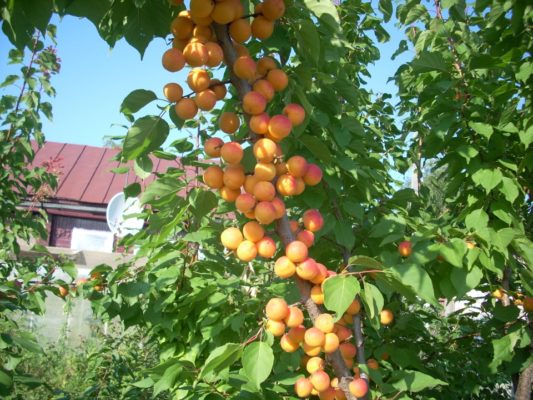 Абрикос медовый: описание, нюансы выращивания, отзывы