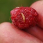 Малина геркулесова: чудесная целебная ремонтантная ягода