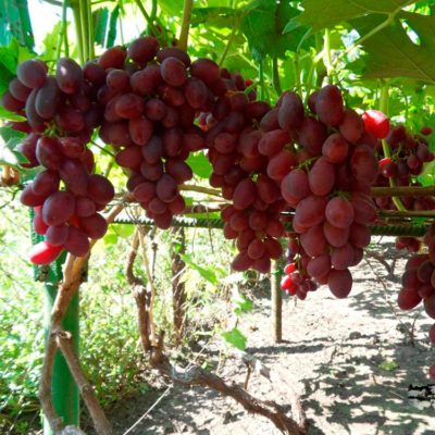 Гибрид винограда Алиса - инновационный сорт с привлекательными ягодами и оригинальным вкусом