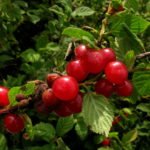 Все секреты войлочной вишни: выбор сорта, особенности посадки, уход и размножение