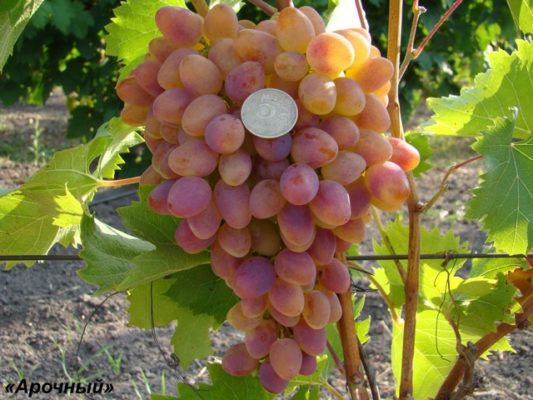 Аркадный виноград: зимостойкий урожайный и декоративный сорт