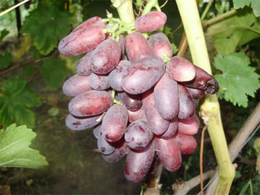 Крымчанка с особенностями: знание сорта и выращивание винограда Изюминка
