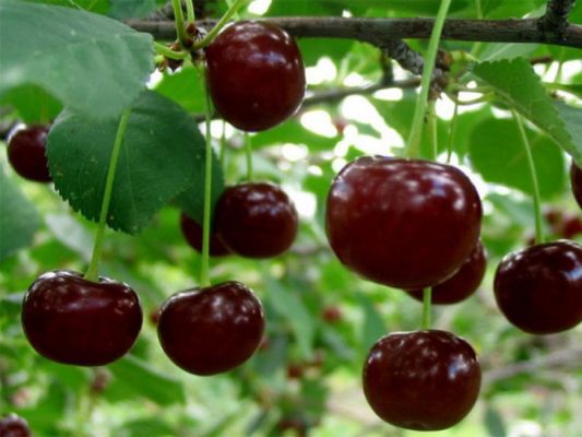 Самоплодные сорта вишни: обзор сортов, испытанных для разных регионов