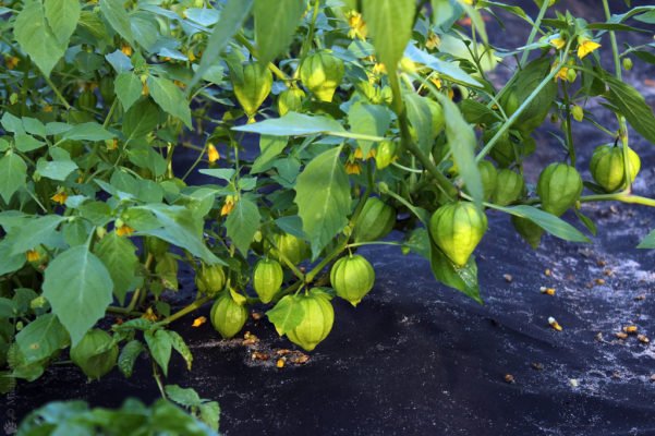Как вырастить вкусные «Китайские фонарики» из физалиса на рассаду?