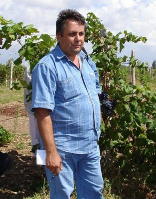 Производство раннеспелого винограда Сфинкс: преимущества и недостатки