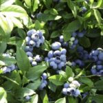 Самые урожайные сорта голубики садовой, выращиваемые в России, Белоруссии и Украине