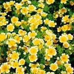 Лимнантес - цветок яичницы в вашем саду