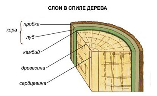 Формировка, прореживание и санитарная обрезка калины