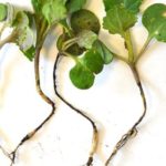 Ранняя белокочанная капуста: лучшие сорта и уход за урожаем