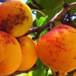 Лель – сказочный абрикос для садовода
