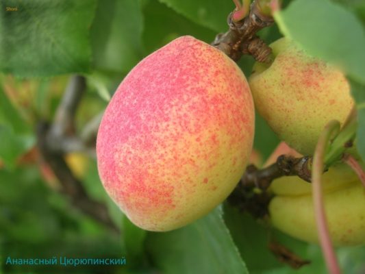 Хабаровский абрикос – как посадить и вырастить
