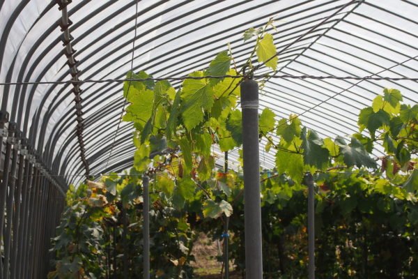 Как посадить и вырастить виноград в средней полосе России
