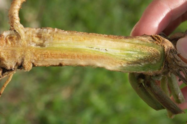 Особенности выращивания тыквы на Урале: рассадным и прямым посевом