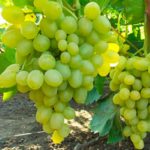 Виноград: обзор лучших сортов для разных регионов