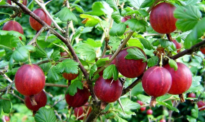 Крыжовник Сенатор: самая сладкая ягода в саду