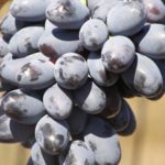 Лучшие сорта столового винограда: описание, вкусы и характеристики