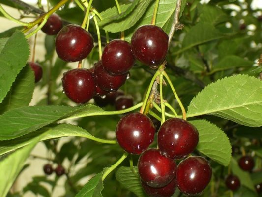 Сорт вишни Чернокорка: описание и особенности ухода
