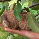Выращивание сорта груши Виктория
