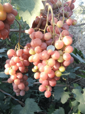 Гибрид винограда Алиса - инновационный сорт с привлекательными ягодами и оригинальным вкусом