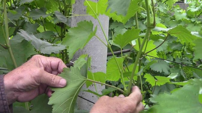Производство раннеспелого винограда Сфинкс: преимущества и недостатки