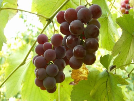 Приключения Лидии: история и описание самого популярного в народе сорта винограда