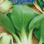 Китайская капуста пак чой: сорта, характеристики, выращивание и урожай