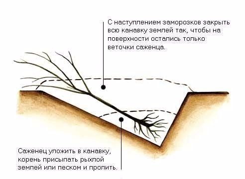 Персик Мелитопольский и его известные разновидности: описание и особенности выращивания